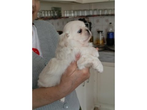 Pekinez yavru köpek dişi ve erkek
