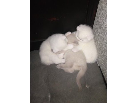 Yavrularımız yeni sahibini arıyor scottish fold