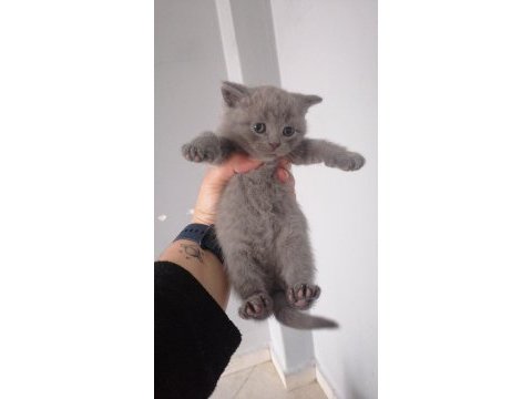 British shorthair