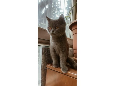British shorthair ücretli sahiplendirilecektir
