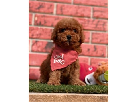 Sevimli toy poodle yavrularımız