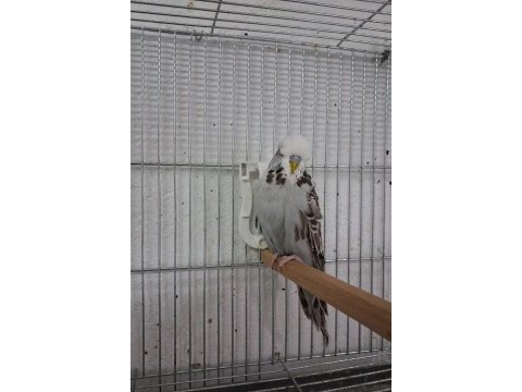 Show jumbo muhabbet kuşları