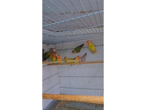 Yavru bebek sevda papaganları