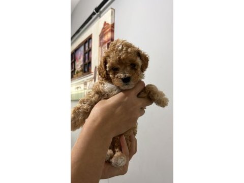 5 adet dişi erkek poodle