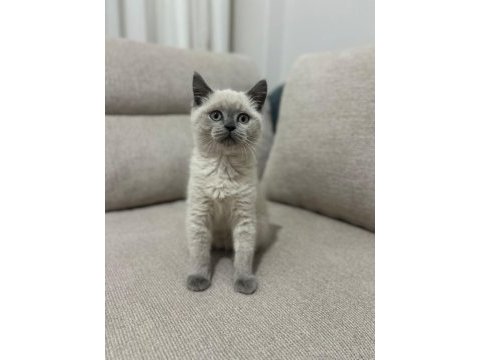 Üst düzey british shorthair bebekler