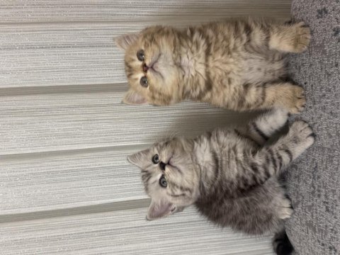 Koca kafalı british shorthair bebeklerim