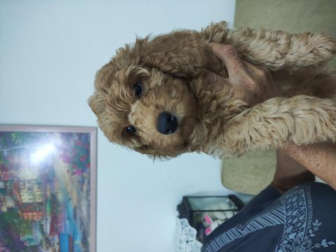 Poodle bebişler yeni yuvasını bekliyorlar