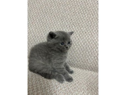 British shorthair kedimiz