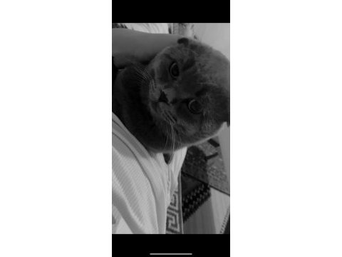 2 yaşında güzel ırk damızlık scottish fold