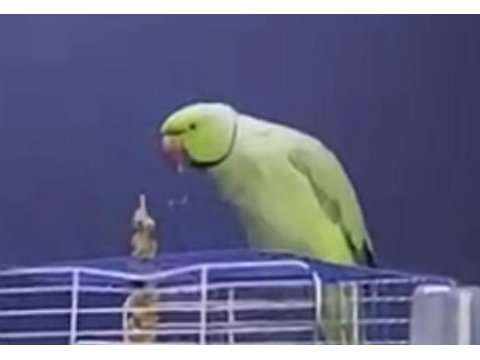 Çift pakistan papağanı