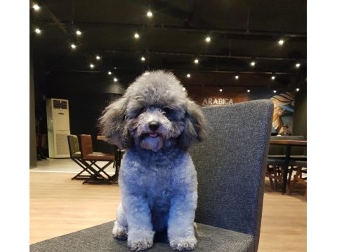 Türkiyedeki tek gerçek safkan dişi silver toy poodle