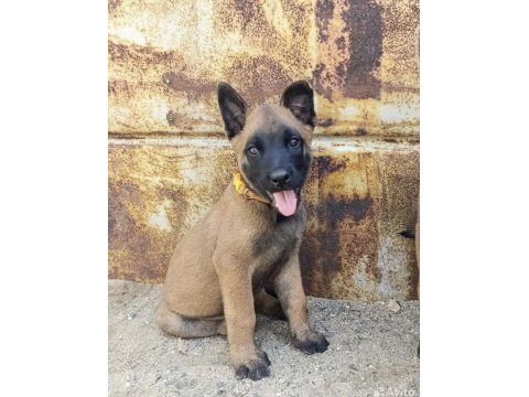 Safkan malinois