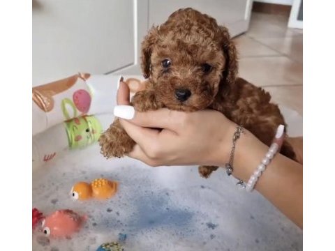 Toy poodle kore