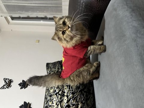 British longhair scottish fold karışımı
