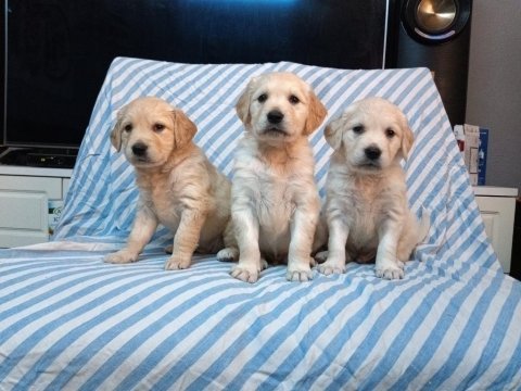 Kaliteli golden retriever yavruları