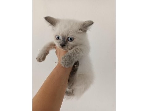 British shorthair bluepoint