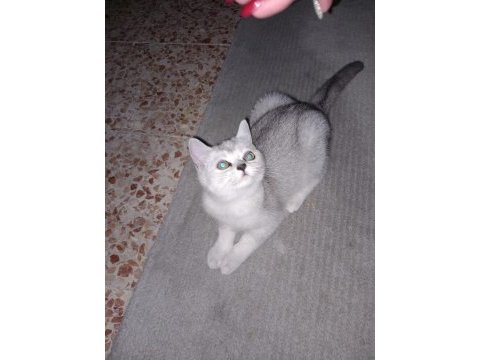 Cana yakın oyuncu british shorthair 2 aylık dişi