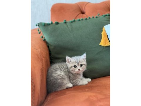 Sevimli surat british shorthair yavrum