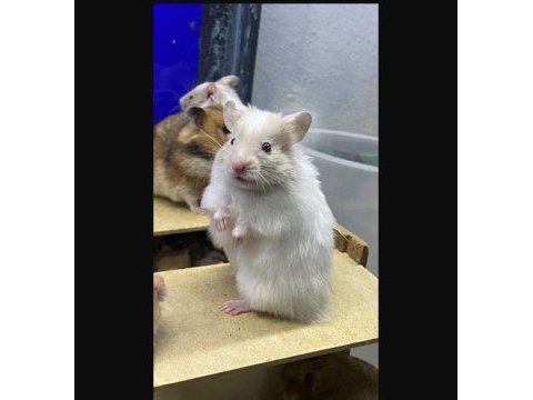 Sevimli hamster ve tüm aksesuarları adrese teslim