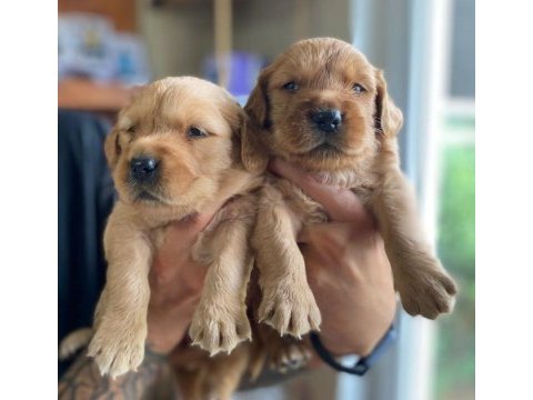 Bebek yüzlü golden retriever a kalite ırk
