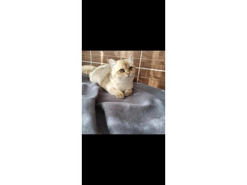 Safkan british longhair kızlarım karşınızda