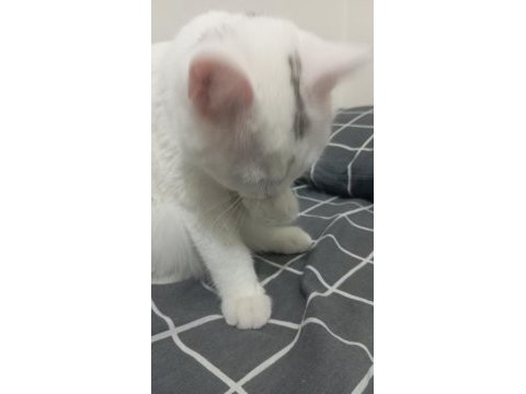 British shorthair kedimize yuva arıyoruz