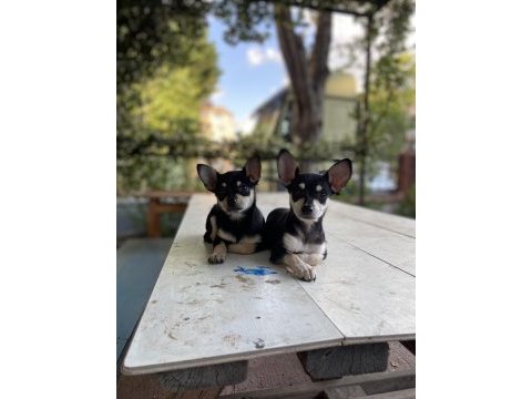 2 aylık dişi minyatür pinscher yavrular