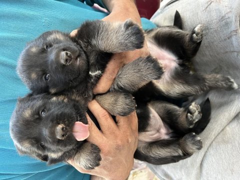 Orjinal alman kurdu yavruları