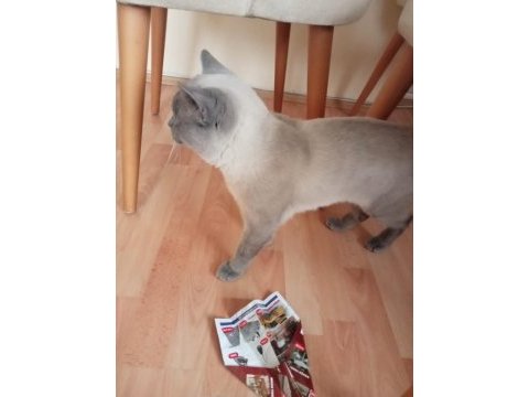 Blue point erkek 7 aylık british longhair