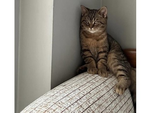 British shorthair kedimize yuva arıyoruz