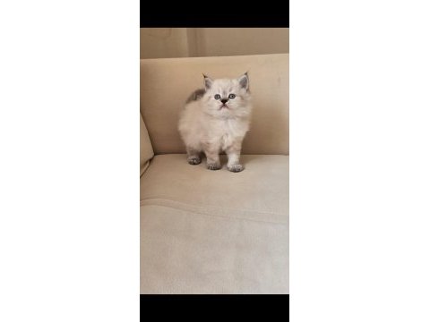 Dişi ve erkek point british longhair yavrular