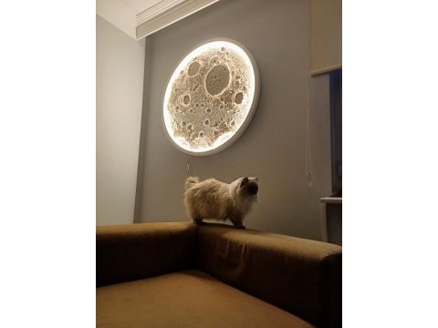 Ragdoll blue mitted secereli dişi