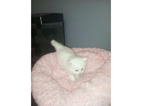British shorthair albino yavrular