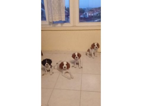 Sağlıklı ırk garantili tatlı king charles yavruları