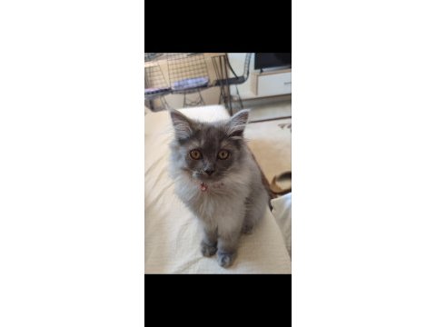 3 buçuk aylık dişi bir melek british longhair