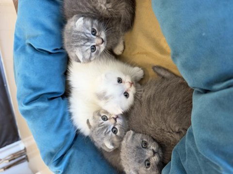 Renk renk scottısh fold yavrular ankara mağazamızda 