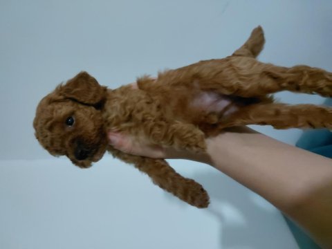 Dişi poodle yavrular kore babadan