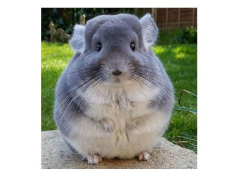 Chinchilla çinçila