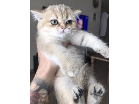 Safkan british shorthair