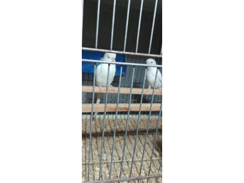 Albino takım muhabbet kuşu beyaz