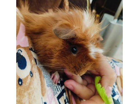 2,5 aylık erkek peru guinea pig bütün eşyaları ile