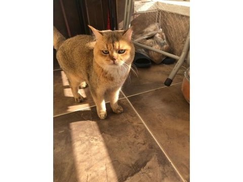 Orjinal safkan golden black british shorthair baskın erkek