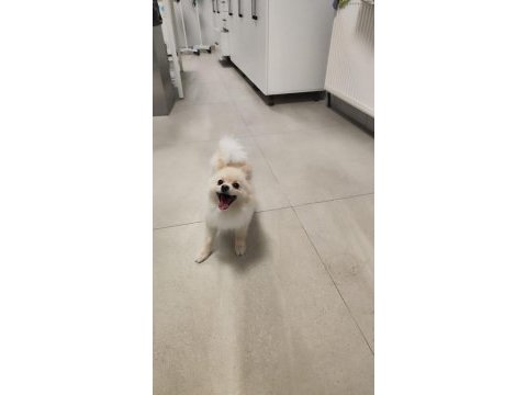 Ücretsiz oyuncu sevgi dolu pomeranian sadece ankara içine