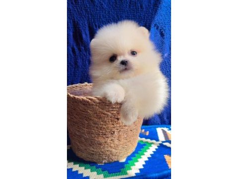 Safkan pomeranian boo yavruları
