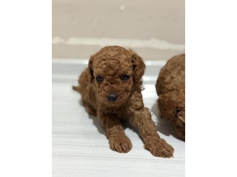 Toy poodle bebekler