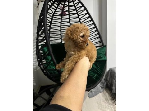 Safkan toy poodle yavru