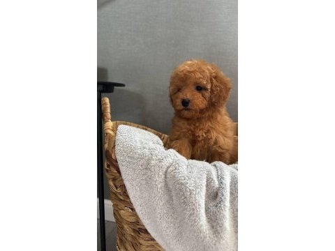 Toy poodle full aşılı