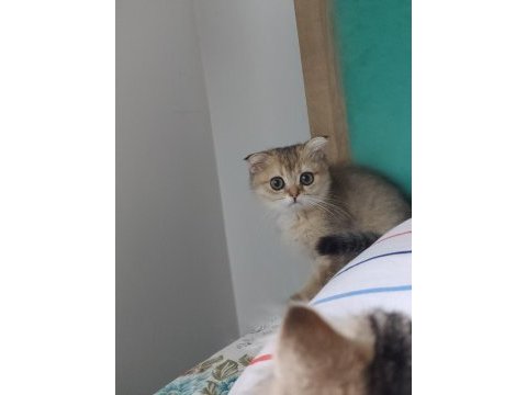 Safkan sağlıklı uysal bebek kediler