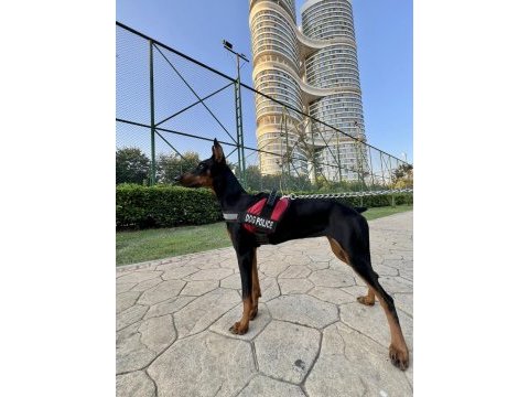 7.5 aylık doberman kızımız