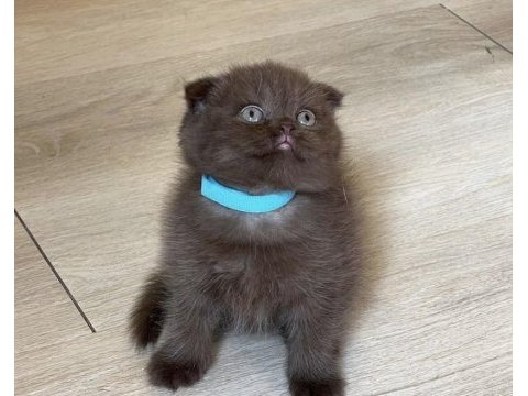 Cinnamon scottish fold yavrularımız 
